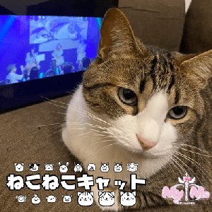 Neko neko cat