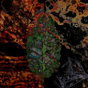silence for plants 954
