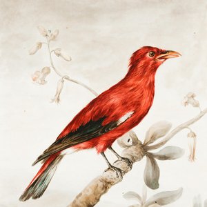 Birds Of The West için avatar