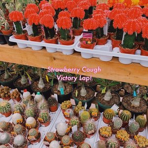 Victory Lap! - EP