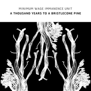 A Thousand Years To A Bristlecone Pine