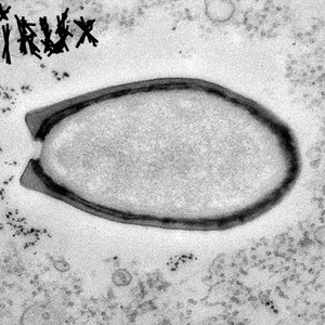 Virux 的头像
