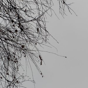 Chernobyl Birds