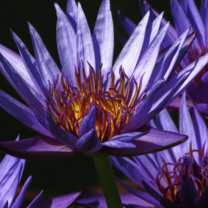 Herbal Infusion photo provided by Last.fm