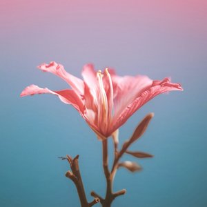 Impostorism