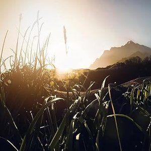 Sun-drenched Greenery