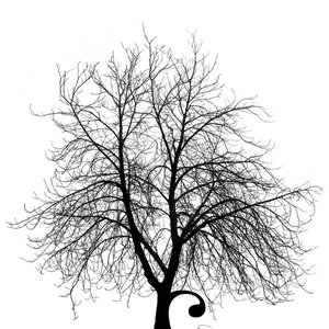 Image for 'Moneytree'