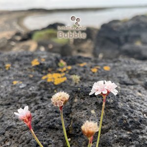 Bubble Flowers に