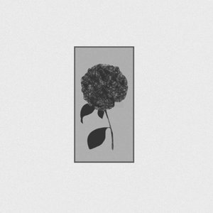 Hydrangeas - Single