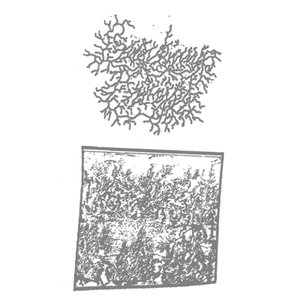 LEAKING CRYPT
