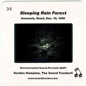Sleeping Rain Forest