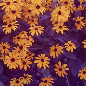 Summer Rain // Swept Away