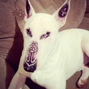 fuckboysex のアバター