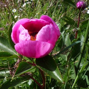 Rosa de lobo