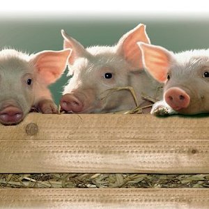 Avatar for Die Alpenferkel