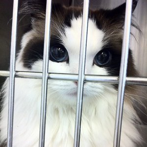 I'm a cat 的头像