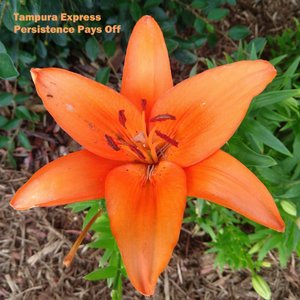 Tanpura Express 的头像