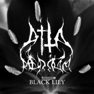 BLACK LILY