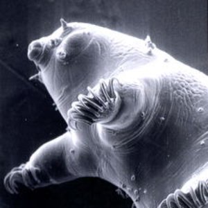 Avatar for Tardigrade Face