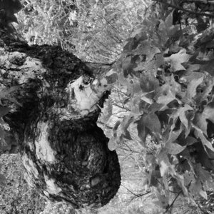 The Faces Weaved In Trees