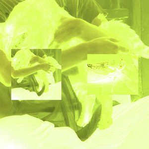 Cicadas - Single