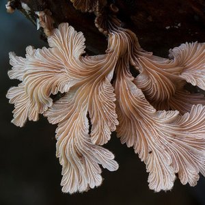 Schizophyllum commune