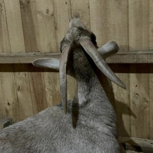 Pschypsch - Single