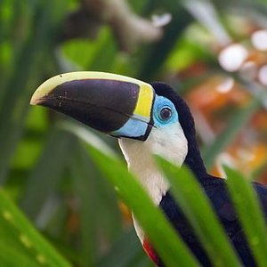 Amazon Jungle Sounds 的头像