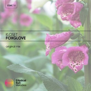 Foxglove - Single