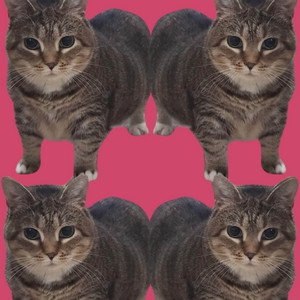 Oiiaoiia Cat