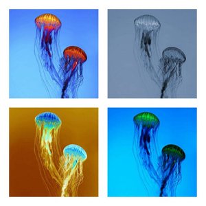 The Jellyfish EPs