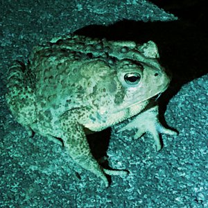 For A Toad