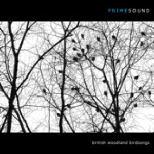 Prime Sound 的头像