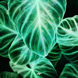 Lost In Green