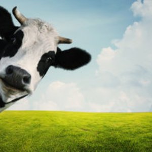 'Hi Cow'の画像