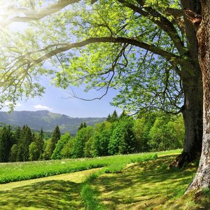 Nature Sounds & Backgrounds 的头像