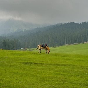 Reda Gomske