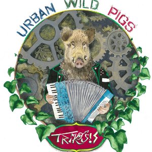 URBAN WILD PIGS