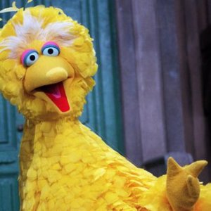 Immagine per 'Big Bird'