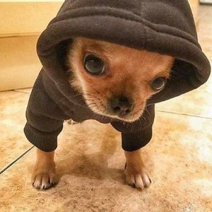 DogPack404 的头像
