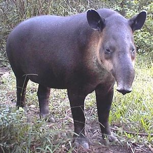 buka za "uj fuj"
