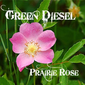 Prairie Rose
