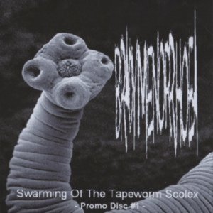 Swarming Of The Tapeworm Scolex