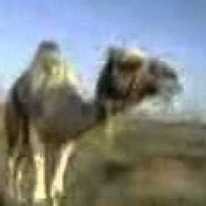 Avatar for Funny kurdish camel