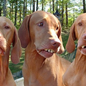 The SCUMDawgs 的头像