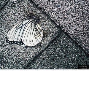 delaidback cover