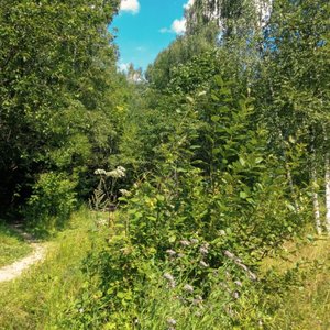 The Quiet Forest