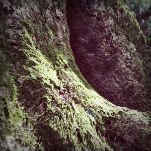 Moss