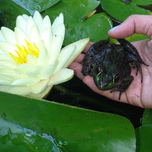 Avatar for feeding birds