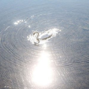 swan.
